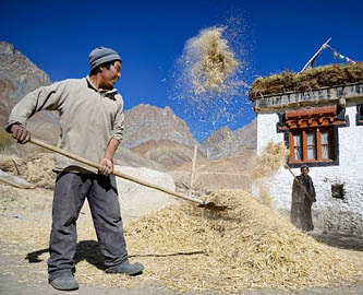 Harvest in a remote village of Ladakh