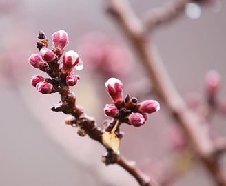 Apricot tree flower blossom, Ladakh in spring