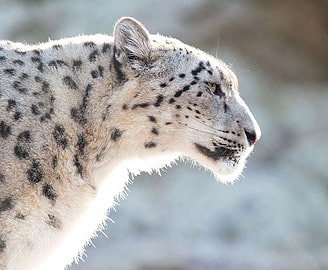 Snow leopard in winter, Ladakh