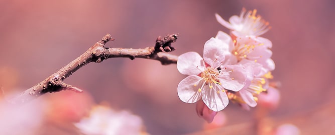 Apricot tree flower bloom, Ladakh in spring season