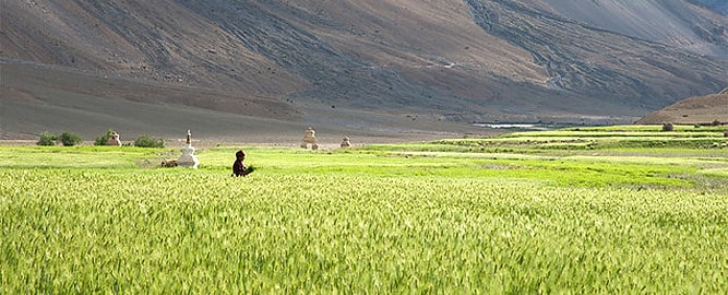 Woman working in barley field, Ladakh in autumn season