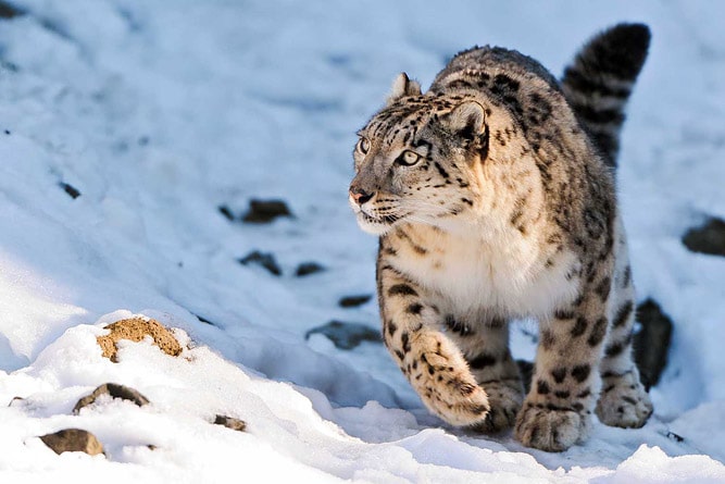 Snow Leopard Trek
