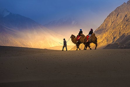 Camel at Hunder Sand Dunes, Nubra valley, Ladakh