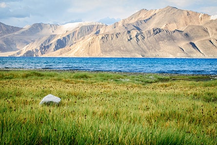 Field at Spangmik, Pangong lake, Ladakh