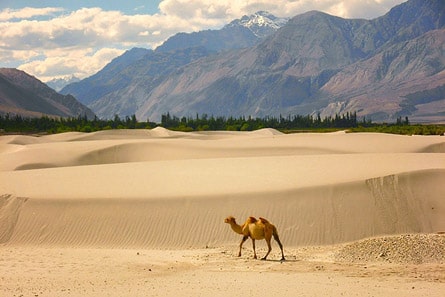 Camel at Hunder Sand Dunes, Nubra valley, Ladakh