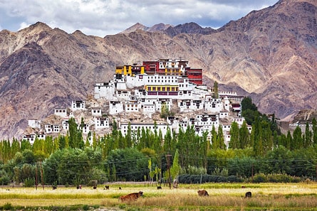 Thiksey Monastery viewed from the fields, Ladakh